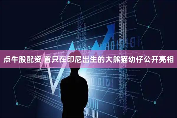 点牛股配资 首只在印尼出生的大熊猫幼仔公开亮相